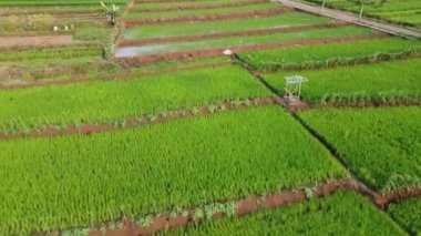 Orta Cava köyündeki tarımsal pirinç tarlalarının hava manzarası. Teraslı pirinç tarlaları gibi. Bali ASIA Endonezya.