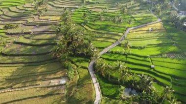 Orta Cava köyündeki tarımsal pirinç tarlalarının hava manzarası. Teraslı pirinç tarlaları gibi. Bali ASIA Endonezya.