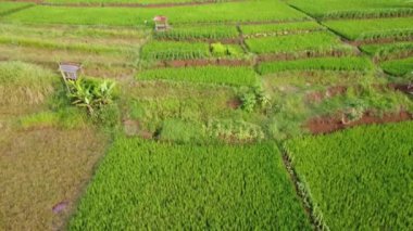 Orta Cava köyündeki tarımsal pirinç tarlalarının hava manzarası. Teraslı pirinç tarlaları gibi. Bali ASIA Endonezya.