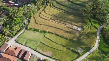 Orta Cava köyündeki tarımsal pirinç tarlalarının hava manzarası. Teraslı pirinç tarlaları gibi. Bali ASIA Endonezya.