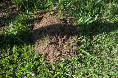 Anthill, Brezilya 'nın So Paulo eyaletindeki Serra da Bocaina Ulusal Parkı' nda.