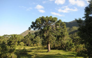Tres Picos Eyalet Parkı. Bitki örtüsü ve parkın bitkileri.