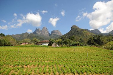 Rio de Janeiro, Brezilya, 4 Nisan 2024. Rio de Janeiro eyaletinin dağlık Nova Friburgo bölgesinde sebze ekimi.