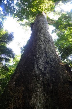 Jequitiba 'nın Milenyum Ağacı, Trs Picos Eyalet Parkı' nda