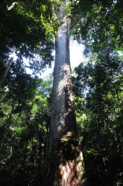 Jequitiba 'nın Milenyum Ağacı, Trs Picos Eyalet Parkı' nda