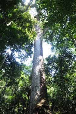 Jequitiba 'nın Milenyum Ağacı, Trs Picos Eyalet Parkı' nda