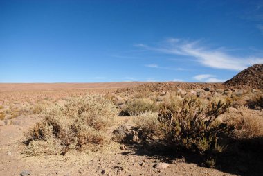 San Pedro de Atacama, Şili. 13 Aralık 2024.Vegetation Atacama Çölü 'ndeki Puritama Kaplıcaları yakınlarında.