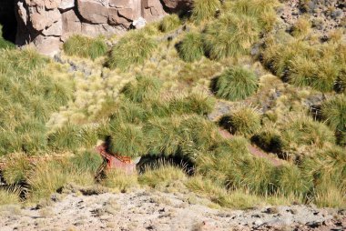 San Pedro de Atacama, Şili. 13 Aralık 2024 Termas Puritama. Atacama Çölü 'ndeki sıcak suların vahası.
