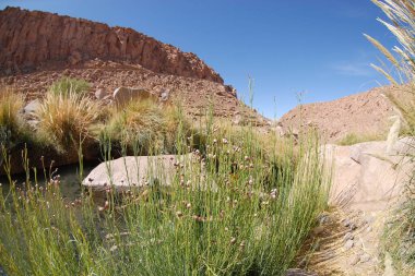 San Pedro de Atacama, Şili. 13 Aralık 2024 Termas Puritama. Atacama Çölü 'ndeki sıcak suların vahası.