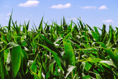 Mavi gökyüzü olan yeşil bir mısır çiftliğinin arazisi. Arjantin 'in tarım bölgesi. Mısır ekili tarlalar. Görüntüyü kapat.