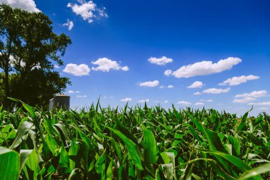 Arka planda siloları olan yeşil bir mısır çiftliğinin arazisi. Arjantin 'in tarım bölgesi. Mısır ekili tarlalar. Görüntüyü kapat.