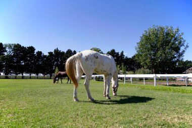 Bir çiftlikte otlayan iki at..