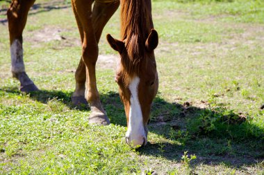 # Çiftlikte otlayan kahverengi at #.