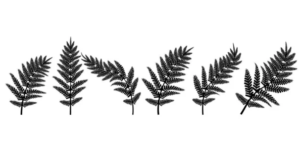 Black Branches Fern Contour Drawing Vector Illustration Eps — Stock Vector