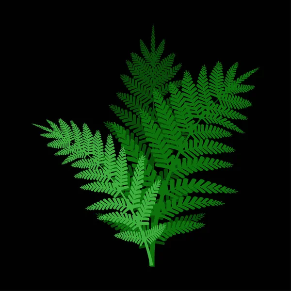 黒の背景に緑のシダ ベクトルイラスト Eps — ストックベクタ