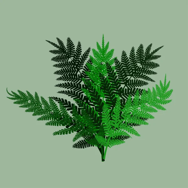 Fougère Verte Fond Vert Illustration Vectorielle Spe — Image vectorielle