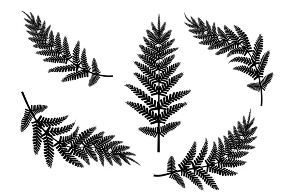 Черные Ветви Папоротника Контурный Рисунок Векторная Иллюстрация Eps — стоковый вектор