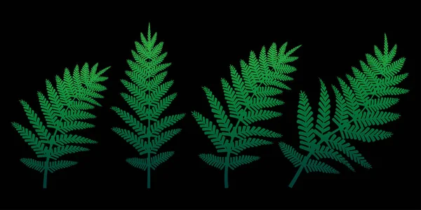 Fougère Verte Sur Fond Noir Illustration Vectorielle Spe — Image vectorielle