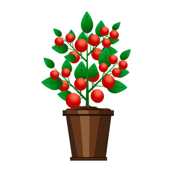 Tomaten Met Rode Pot Botanische Illustratie Vector Illustratie Eps — Stockvector