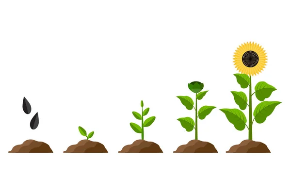 Sunflower Growth Process Organic Concept Vector Illustration Eps — Stock Vector