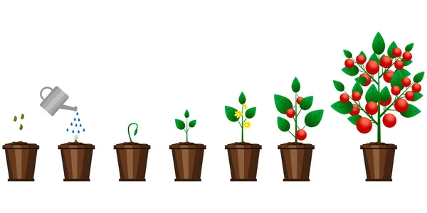 Crescimento Planta Tomate Fundo Agrícola Ilustração Vetorial Eps — Vetor de Stock