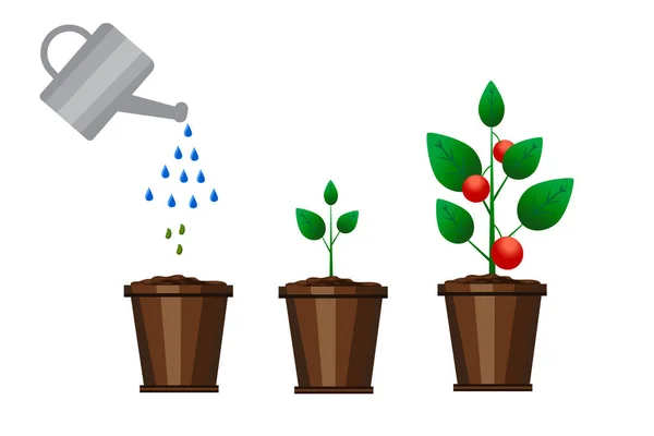 Croissance Des Plants Tomates Contexte Agricole Illustration Vectorielle Spe — Image vectorielle