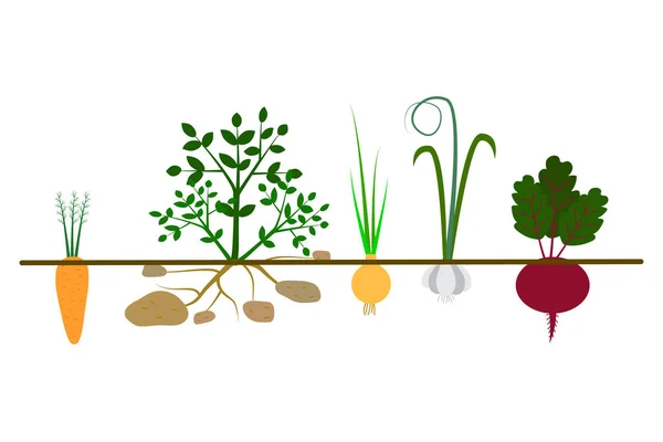 Разные Овощи Молоты Органическое Растительное Знамя Сельское Хозяйство Векторная Иллюстрация — стоковый вектор