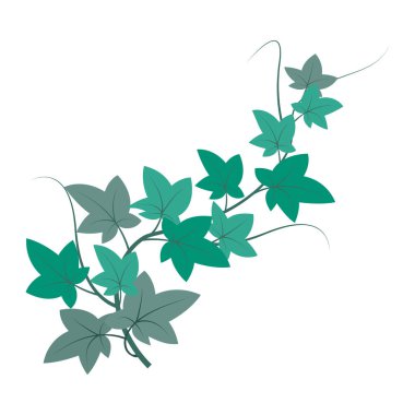 Yeşil sarmaşık dalı. Yapraklı bitki vektörü. Doğa çizimi. Botanik detayı. EPS 10.