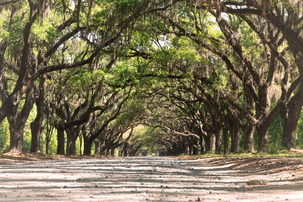 A canopied road with live oak trees and Spanish moss near Wormsloe Historic Site, Georgia, U.S.A on a sunny day.