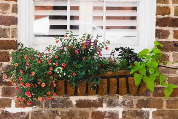 a colorful planter box outside a window with white plantation shutters.
