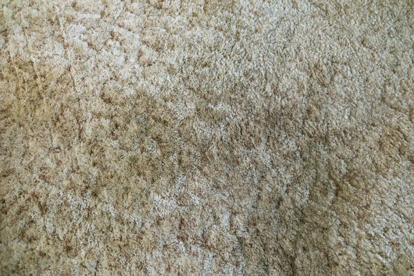 Old and dirty brown shag carpet from a 1970s home house that needs to be removed for a whole home renovation remodel.