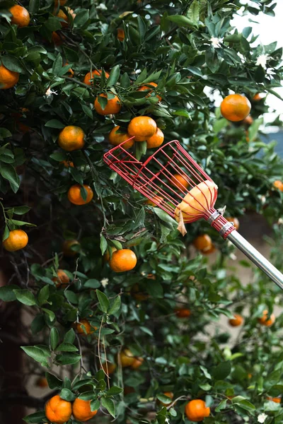 A citrus picker choosing a perfect orange clementine satsuma tree blooming with fruit in the winter season in the south.