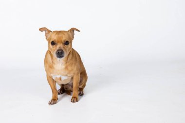 Küçük bir chihuahua melezi. Kopya alanı olan beyaz bir arka planda bekleyen küçük bir köpek..