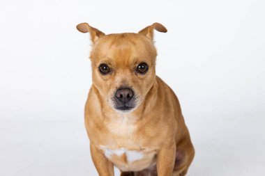 Küçük bir chihuahua melezi. Kopya alanı olan beyaz bir arka planda bekleyen küçük bir köpek..