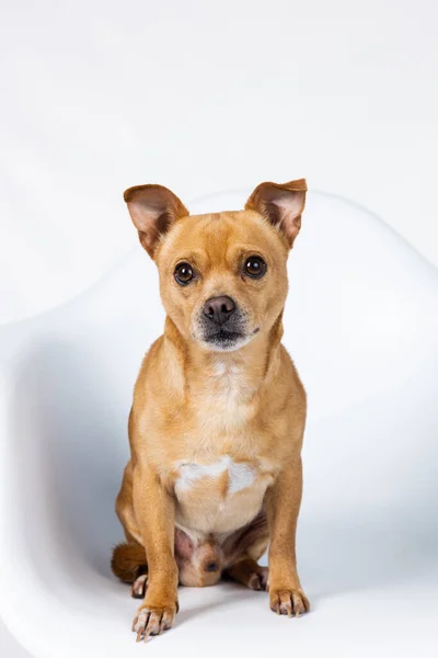Una Razza Mista Piccolo Chihuahua Piccolo Cane Seduto Ojn Una — Foto Stock