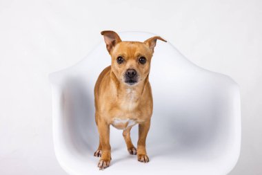 Melez küçük bir chihuahua köpeği modern beyaz bir sandalyede oturuyor ve fotokopi alanı olan beyaz bir arka planı bekliyor..