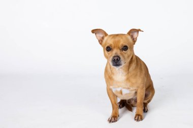 Karışık bir cins küçük chihuahua. Küçük köpek beyaz bir arka planda, fotokopi alanı ile ileriye bakıyor..