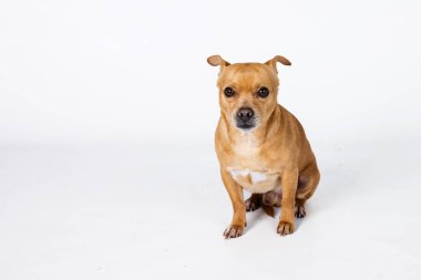 Karışık bir cins küçük chihuahua. Küçük köpek beyaz bir arka planda, fotokopi alanı ile ileriye bakıyor..