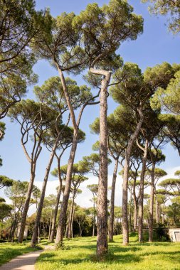 Şemsiye taşı ağaçları Roma 'da bir parkta güneşli bir günde mavi gökyüzü.