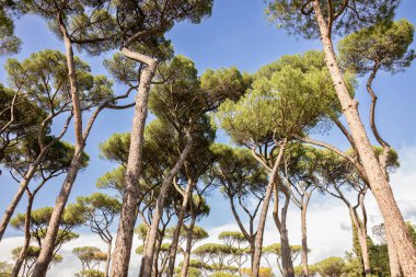 Şemsiye taşı ağaçları Roma 'da bir parkta güneşli bir günde mavi gökyüzü.