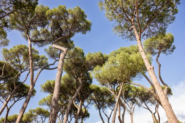 Şemsiye taşı ağaçları Roma 'da bir parkta güneşli bir günde mavi gökyüzü.