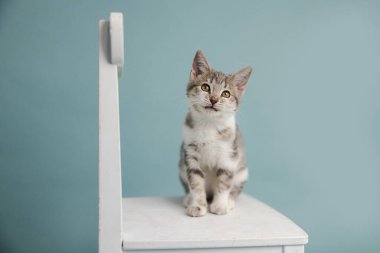 Şirin gri beyaz bir kedi yavrusu evlat edinilmiş ve açık mavi bir stüdyo arka planında beyaz bir sandalyede oturuyor..