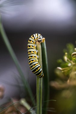 Tek bir kral tırtılı Danaus pleksippus yazın dışarıda bir bitkinin üzerinde.