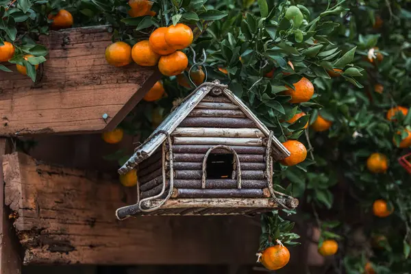An orange clementine satsuma tree blooming with fruit in the winter season with a country rustic wood birdhouse.