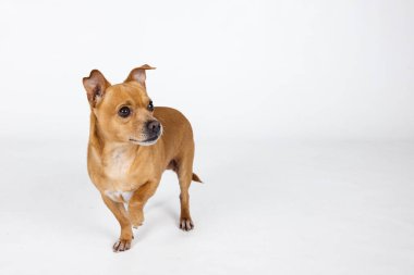 Karışık bir cins küçük bir chihuahua köpeği. Bir pençesi kopyalanmış beyaz bir arka planda yükseliyor..