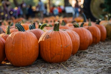 Orange Pumpkins on Dirt Rows at a Rustic Autumn Pumpkin Patch in October clipart