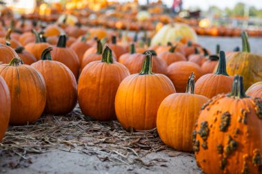 Orange Pumpkins Lined Up at a Scenic Pumpkin Patch in Fall. clipart