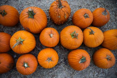 Overhead Shot of a Rustic Pumpkin Patch with Rows of Pumpkins in Autumn