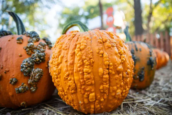 Warty Pumpkins Ekim Balkabağı Çiftliğinde Sıralandı.