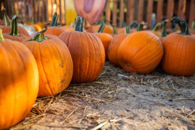 Turuncu Balkabakları Sonbaharda Bir Balkabağı Tarlasında Sıralandı.